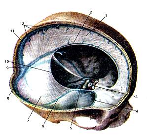 Рис. 356. Твердая оболочка головного 
  мозга (dura mater encephali). Синусы твердой оболочки.
  1-серп большого мозга; 2-нижний сагиттальный синус; 3-перед-ний межпешеристый 
  синус; 4-клиновидно-теменной синус; 5-задний межпешеристый синус; 6-верхний 
  каменистый синус; 7-намет мозжечка; 8-поперечный синус; 9-синусный сток; 10-сигмовидный 
  синус; 11-верхний сагиттальный синус; 12-устья верхних мозговых вен.
  Fig. 356. Твердая оболочка головного мозга.
  Синусы твердой оболочки.
  1-falx cerebri; 2-sinus saggitalis inferior; 3-sinus intercavernosus anterior; 
  4-sinus spbenoparietalis; S-sinus intercavemsus posterior; 6-sintx, petrosus 
  superior; 7-(entorium cerebelli; 8-sinus transversus; 9-con-fuens sinuum; 10-sinus 
  siftmoidus; 11-sinus sa^gitalis superior foramina vv. superiores cerebri.
  Fig. 356. Cranial dura mater. Dural venous sinuses. 1-cerebral falx; 2-inferior 
  sagittal sinus; 3-anterior intercavernous sinus; 4-sphenoparictal sinus; 5-posterior 
  intercavernous sinus; 6-supe-rior petrous sinus; 7-tentorium of cerebellum; 
  8-transverse sinus; 9-confluence of sinuses; 10-sigmoid sinus; 11-superior sagittal 
  sinus; 12-openings of superior cerebral veins.